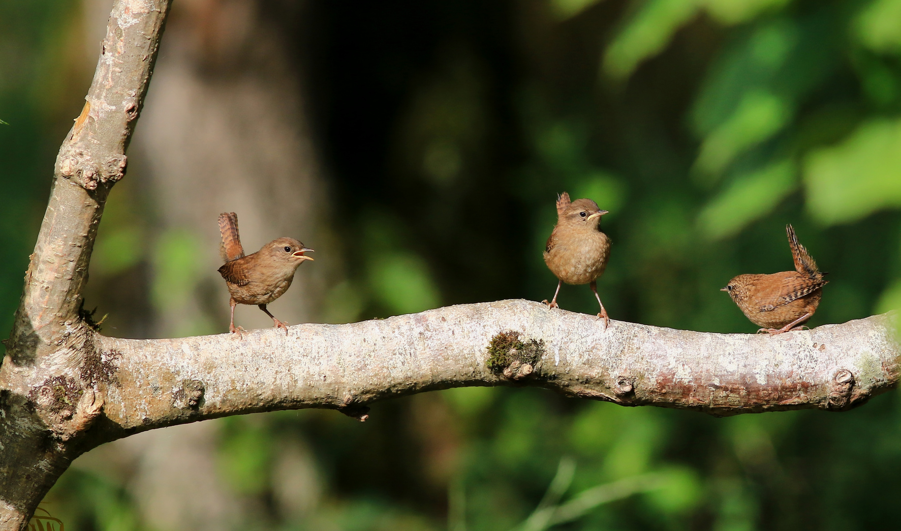 "BB Troglodyde mignon trio"