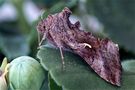 Gammaeule - Autographa gamma von Kyra Kostena