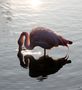 Flamingo im Gegenlicht by Ingrid und Renate 