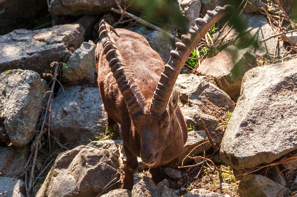 Steinbock im Zillertal von Arno Layer