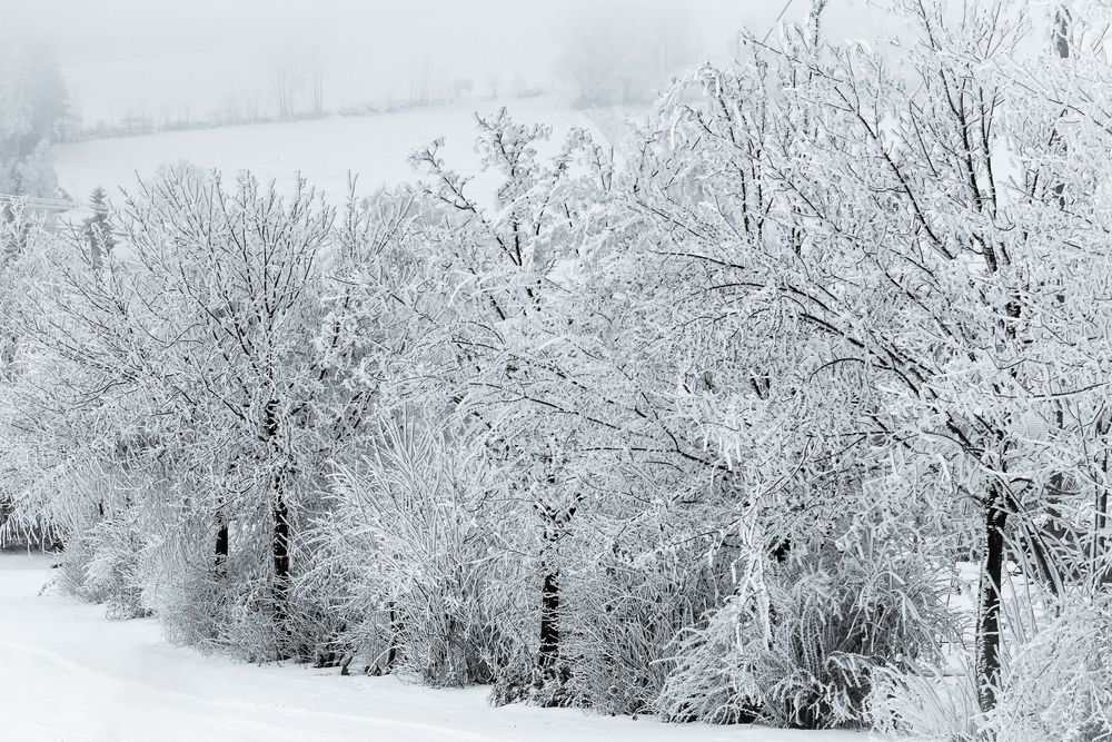 FROZEN TREES von LislG 