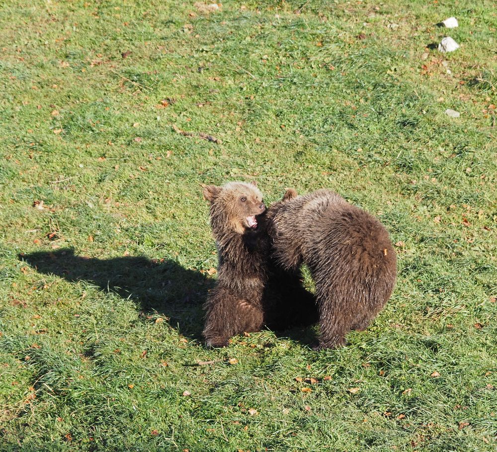 Bärenkinder von Yvonne und Hans