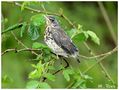 Ein Jungvogel , von Manfred Ruck