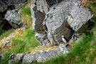 Vögel der Insel Runde - Norwegen de Hilde.brandt