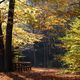 Im Herbst-Wald