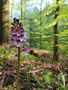 Purpurea-Wald 2024  von Robert Kreutze