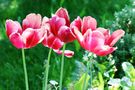 die letzten Tulpen de Tekla-Maria
