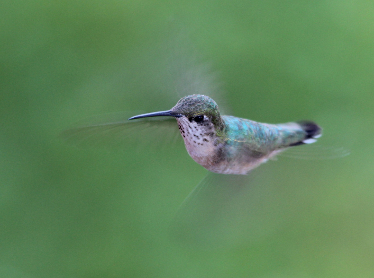 BC Hummingbirds