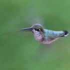 BC Hummingbirds