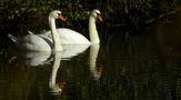 Mute Swans  by Mark Billiau.