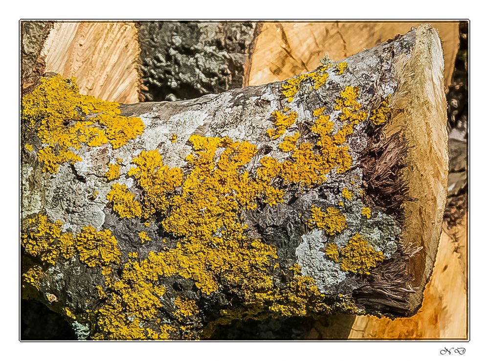 Bûche aux lichens