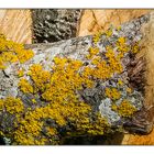 Bûche aux lichens