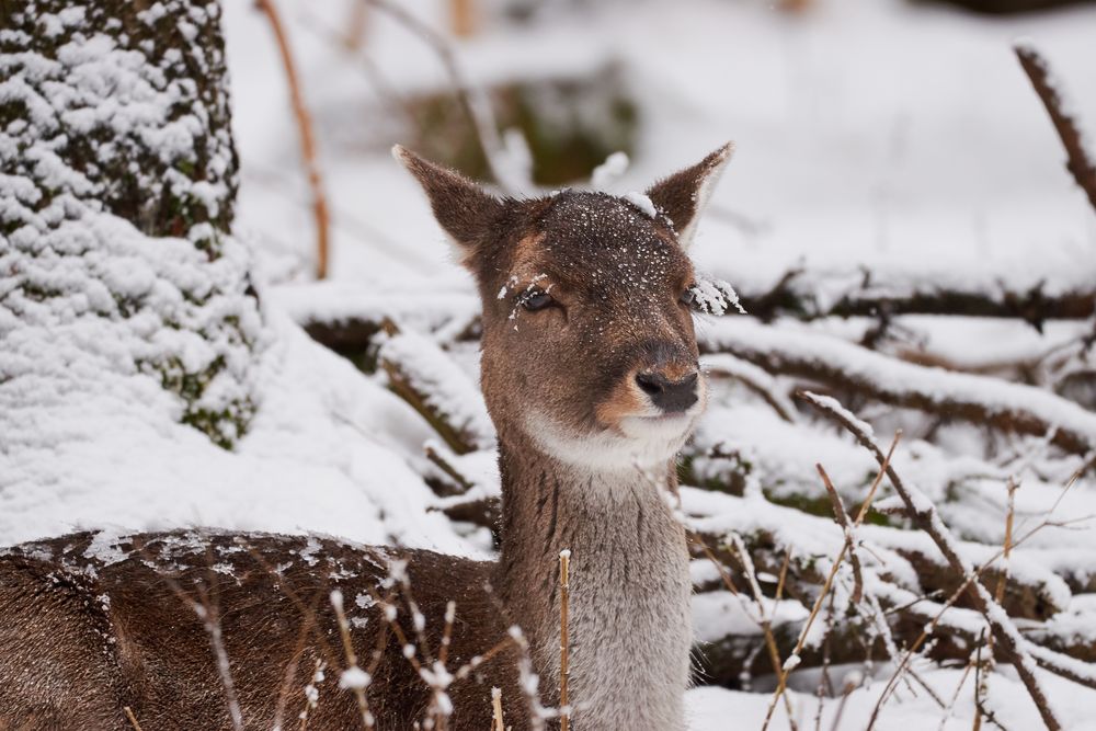 Reh im Winter von AxelTh72