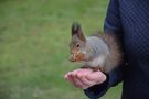 Squirrel by -Natasha-