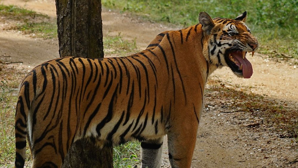 Tiger aus Indien von Deaffotografie