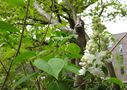 HERZTOR Frühlingsgarten Flieder von HYZARA