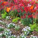 Un parterre de fleurs de printemps