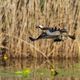 Fischadler (Pandion haliaetus) mit Beute - Ab durch die Mitte