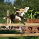 Flying Beagle