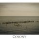 Colony