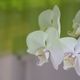 Schmetterlingsorchidee romantisch