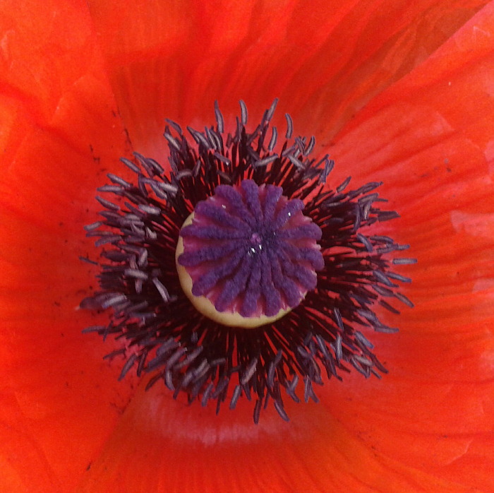 Mohn von digiwolf 