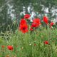 Mohn , die rote Frhlingblte