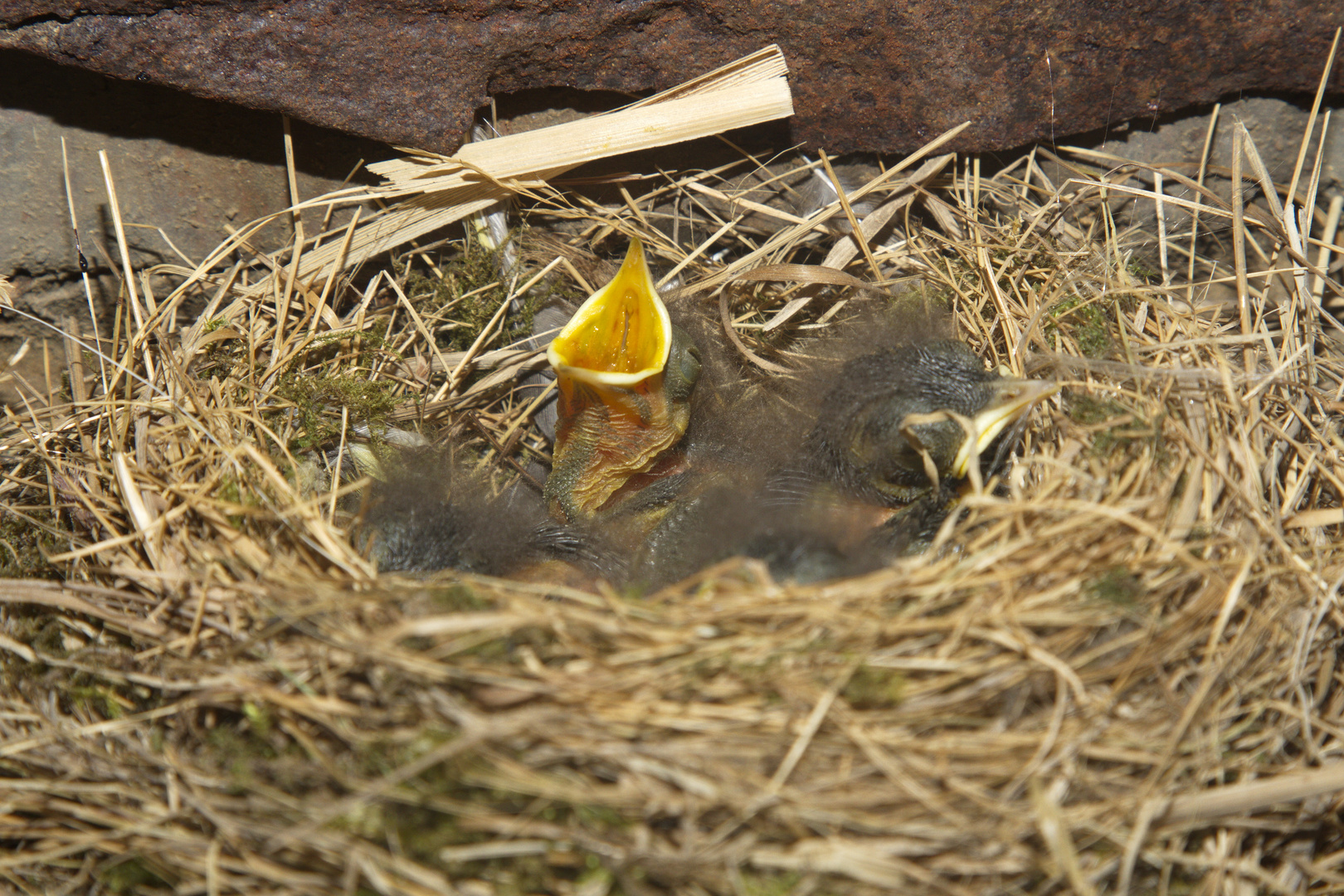 Be a rock star oder doch Gartenrotschwänzchen Kücken