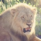 be aware of the lion, Etosha National Park, NA