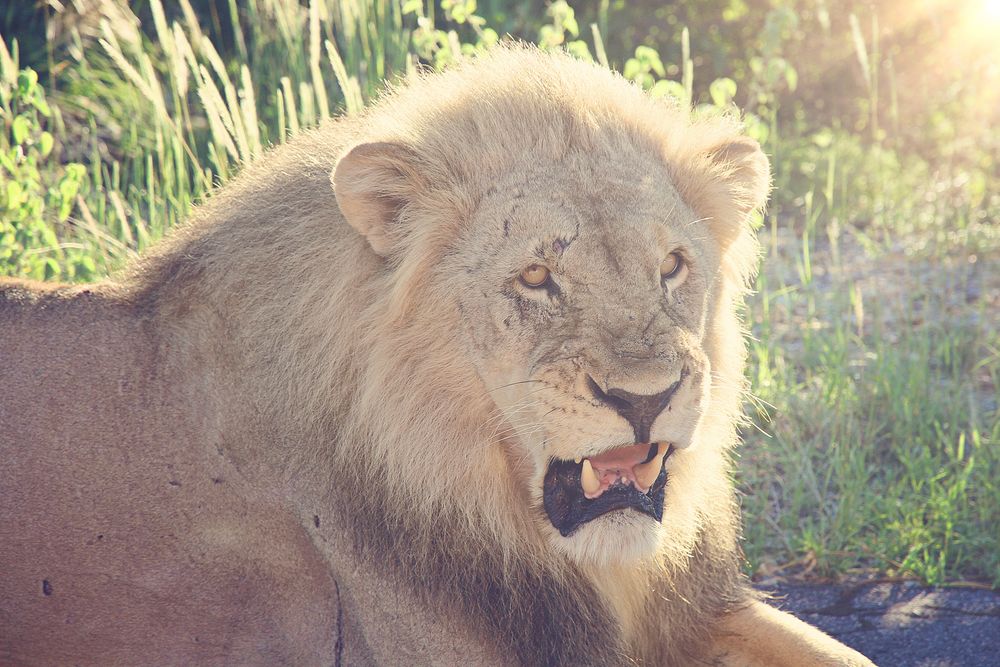 be aware of the lion, Etosha National Park, NA von Hartmann Sven 