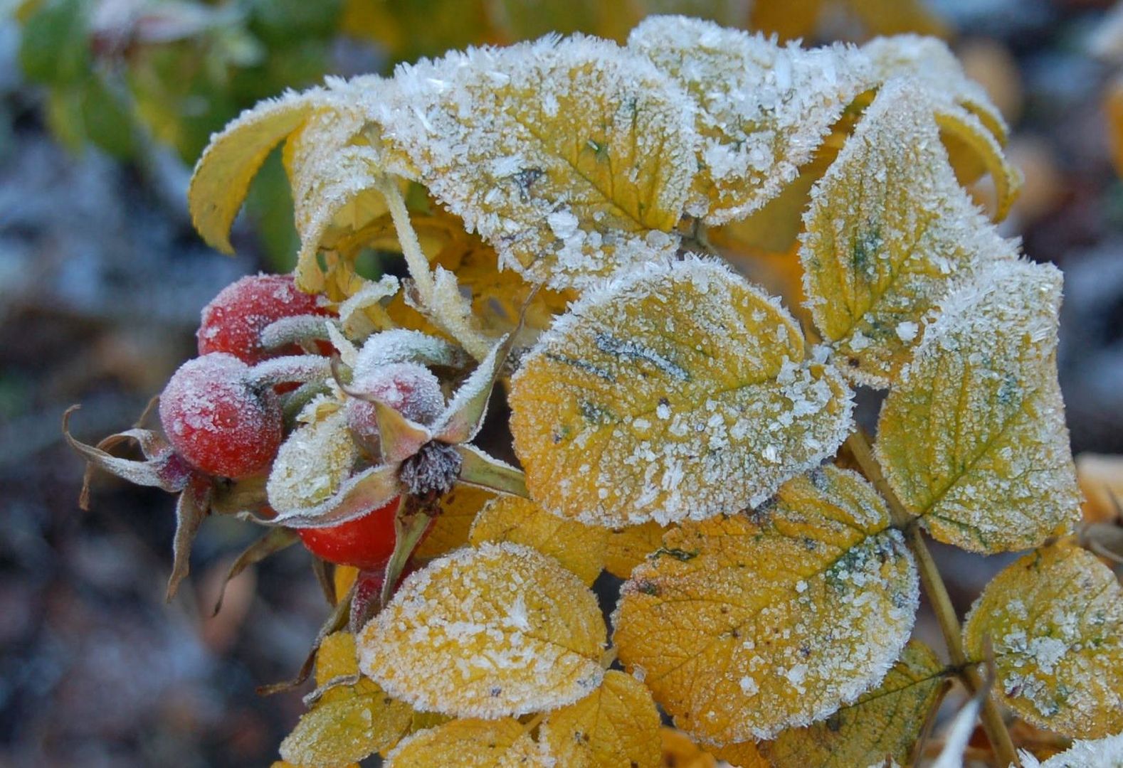 Be frozen berry of rose