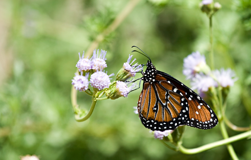 Be my Butterfly...