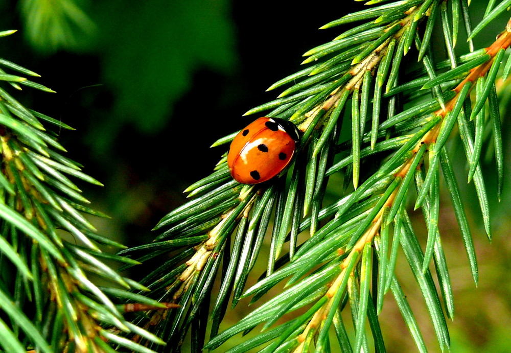 Be my Marienkäfer :)