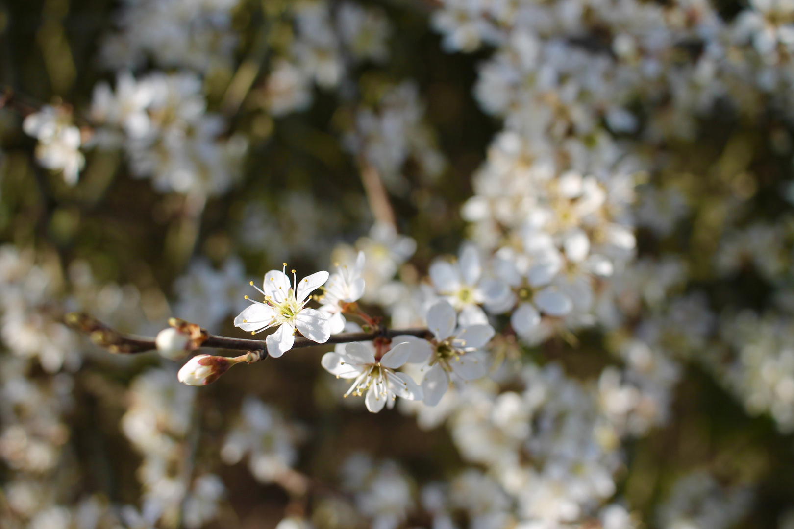 Be patient...nothing in nature blooms all year