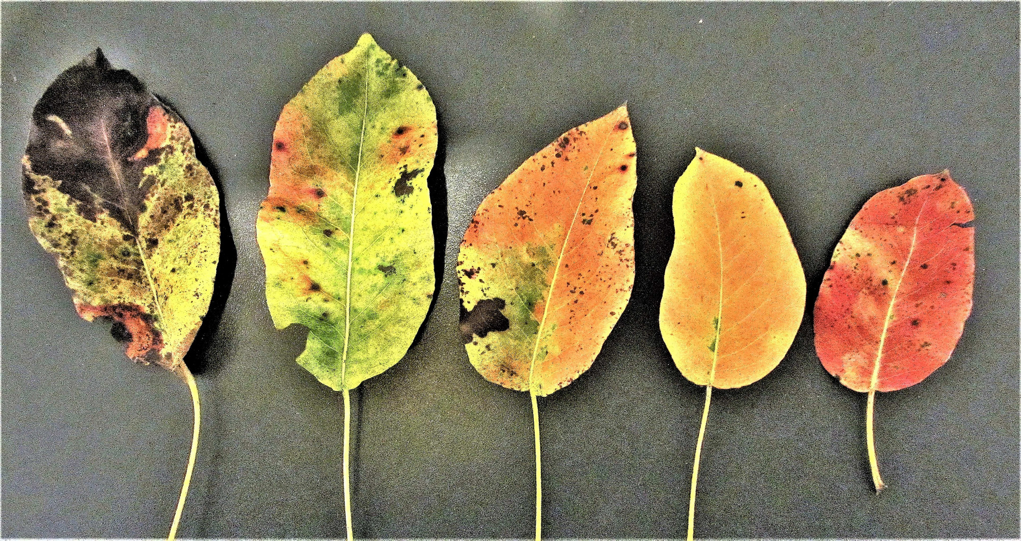 be-rauschende Herbstfarben