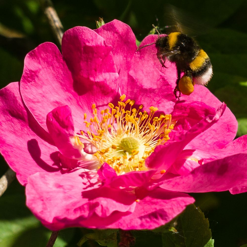 Anflug auf Rosenpollen von Digiluchs