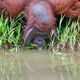 Orang Utan in Borneo