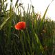 Mohn