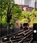 MetroRail Springtime by Steve Ember