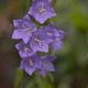 Pfirsichbltige Glockenblume (Coerulea - Campanula perscifolia)