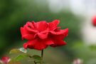 Rote Rose mit ein paar Tränen  by Renate Mohr