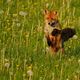 Springing Fox