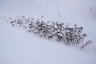 Under the snow by Raimo Ketolainen