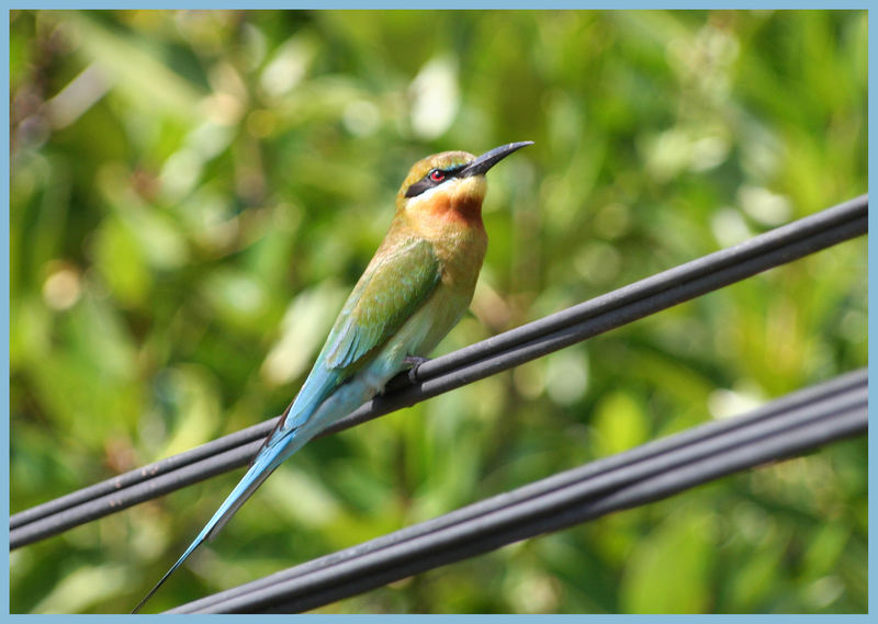 Bea-Eater (Sri Lanka)