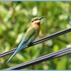 Bea-Eater (Sri Lanka)