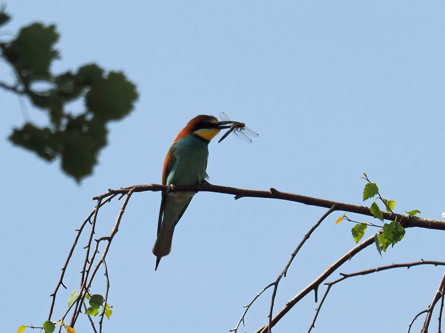 Bea-eater with dragonfly