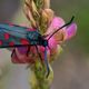 Orchideenwiese Thngersheim - Widderchen