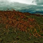 ... beach at Akaroa ...