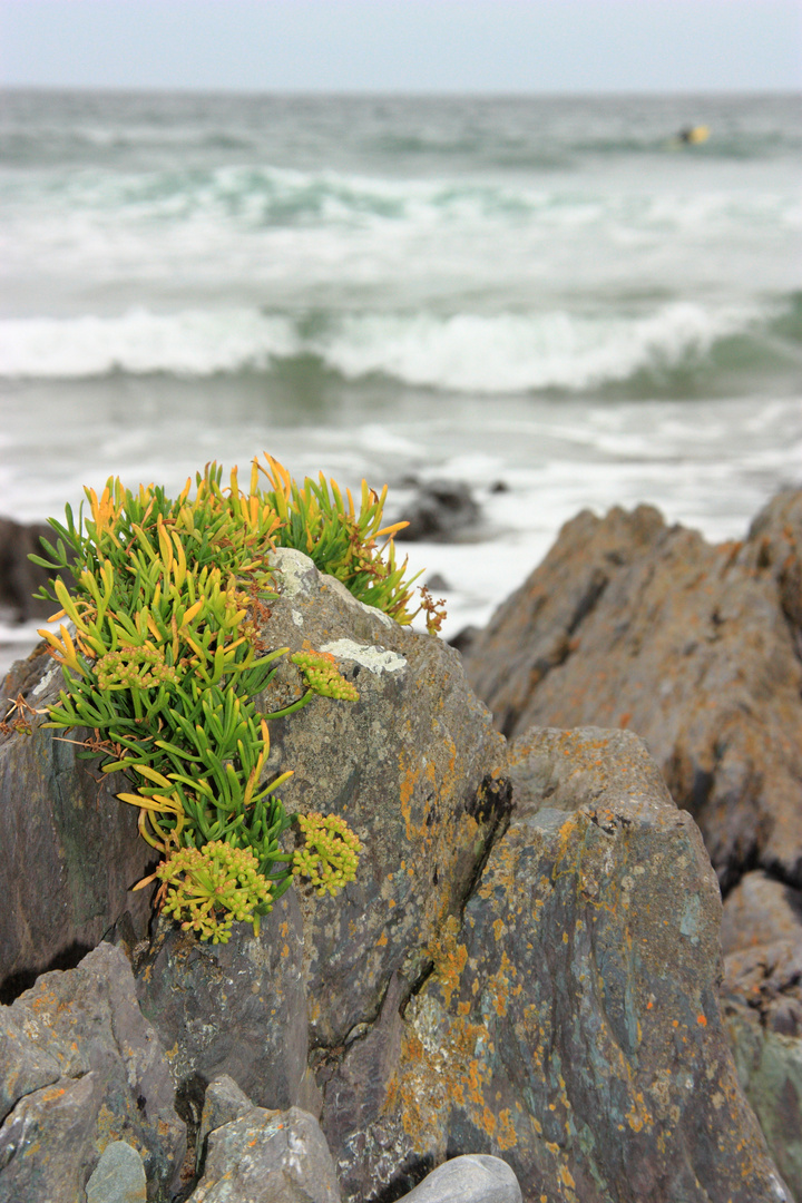 Beach at Beach Cove