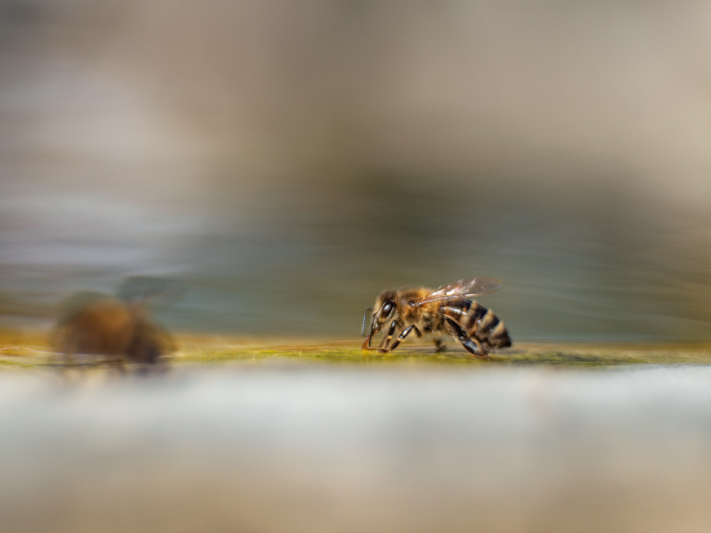 Beach-Bienen